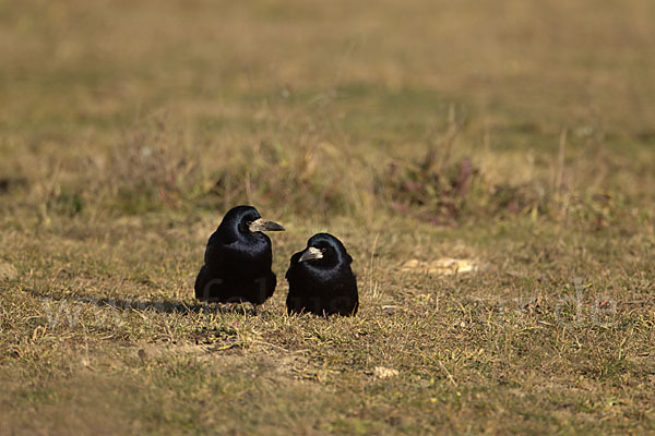 Saatkrähe (Corvus frugilegus)