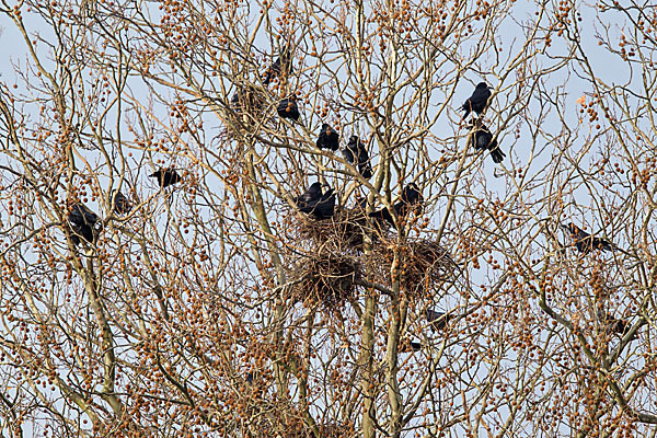 Saatkrähe (Corvus frugilegus)