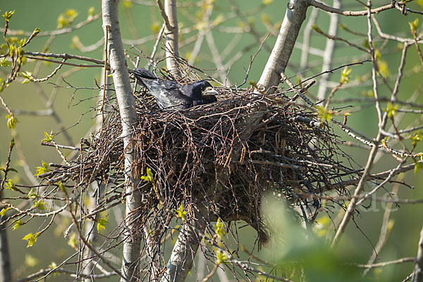 Saatkrähe (Corvus frugilegus)