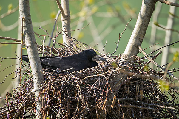 Saatkrähe (Corvus frugilegus)