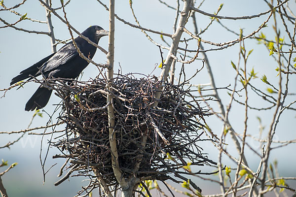 Saatkrähe (Corvus frugilegus)