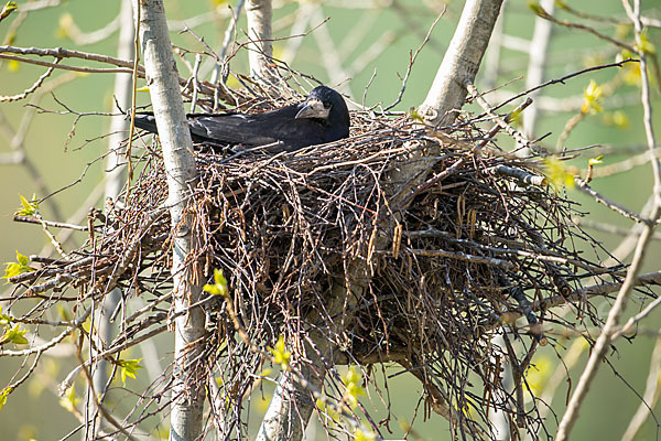 Saatkrähe (Corvus frugilegus)