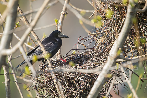 Saatkrähe (Corvus frugilegus)