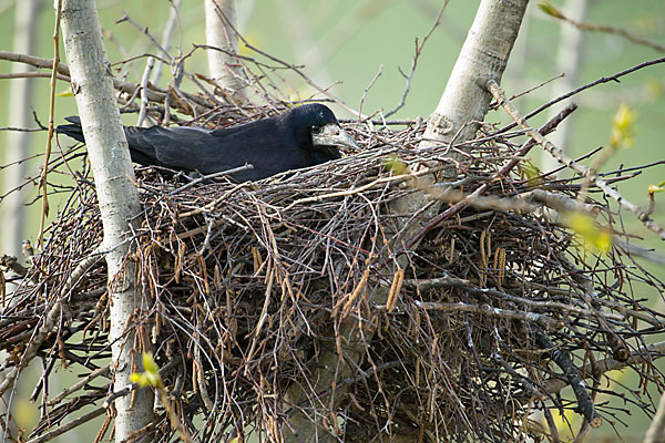 Saatkrähe (Corvus frugilegus)