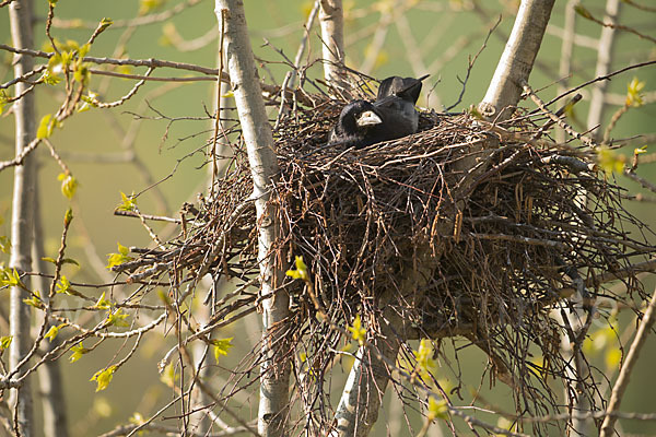 Saatkrähe (Corvus frugilegus)