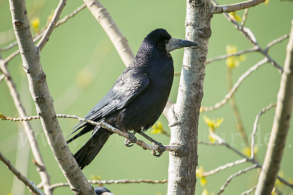 Saatkrähe (Corvus frugilegus)