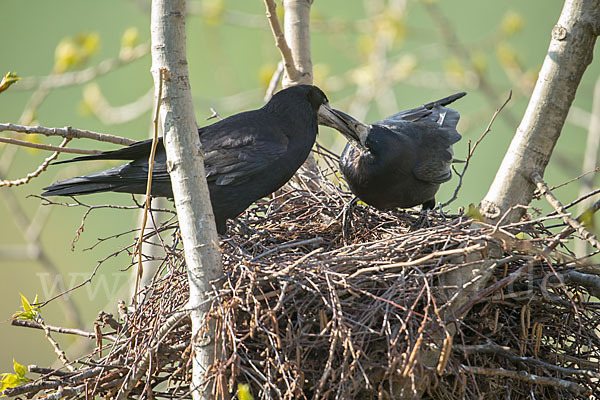 Saatkrähe (Corvus frugilegus)