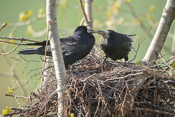 Saatkrähe (Corvus frugilegus)