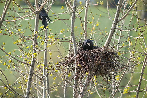 Saatkrähe (Corvus frugilegus)