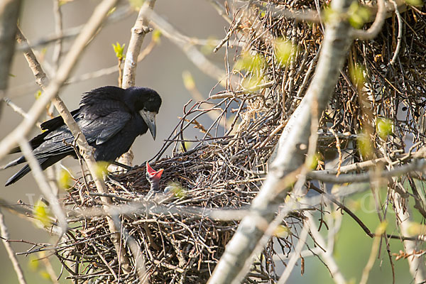 Saatkrähe (Corvus frugilegus)