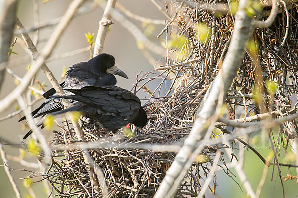 Saatkrähe (Corvus frugilegus)