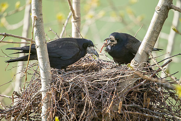 Saatkrähe (Corvus frugilegus)