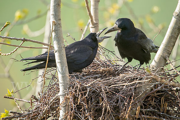 Saatkrähe (Corvus frugilegus)