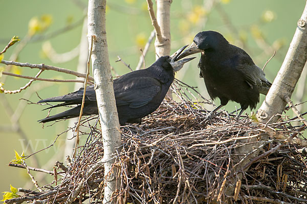 Saatkrähe (Corvus frugilegus)