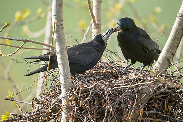 Saatkrähe (Corvus frugilegus)