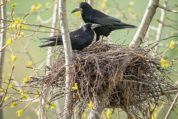 Saatkrähe (Corvus frugilegus)