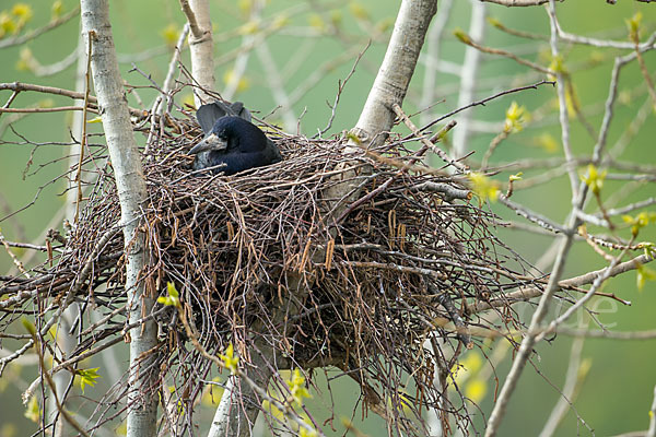 Saatkrähe (Corvus frugilegus)