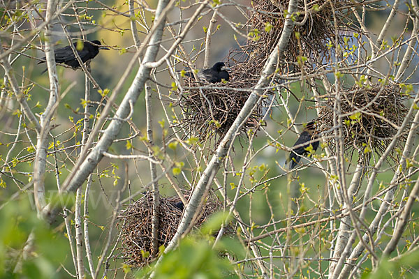 Saatkrähe (Corvus frugilegus)