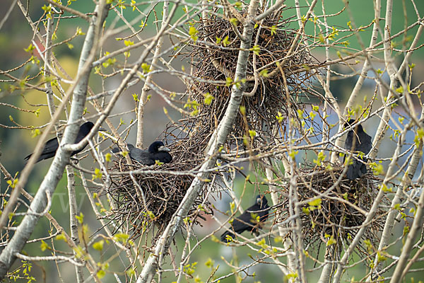 Saatkrähe (Corvus frugilegus)