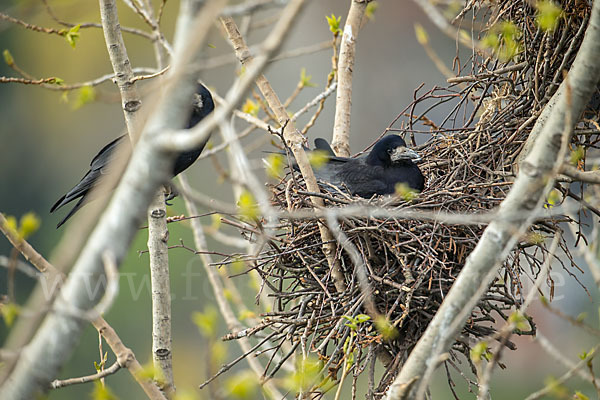 Saatkrähe (Corvus frugilegus)