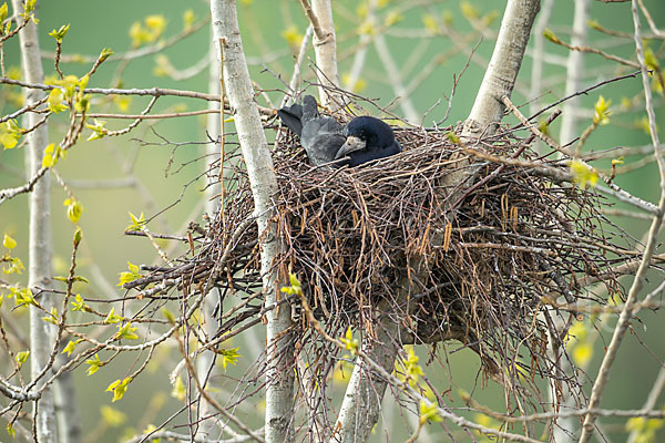 Saatkrähe (Corvus frugilegus)