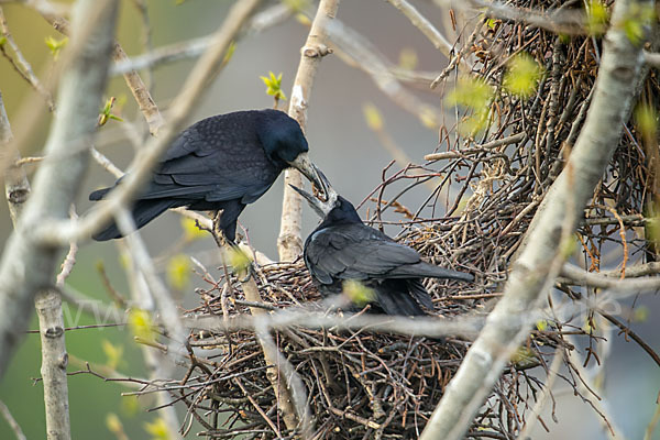 Saatkrähe (Corvus frugilegus)