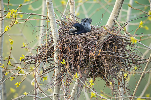 Saatkrähe (Corvus frugilegus)