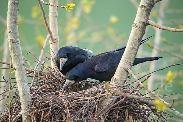 Saatkrähe (Corvus frugilegus)