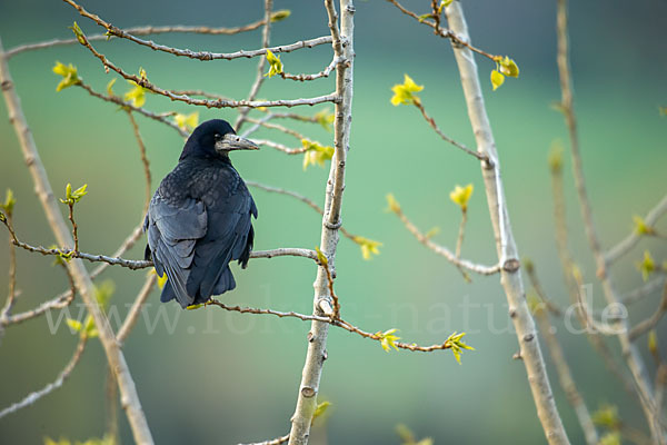 Saatkrähe (Corvus frugilegus)