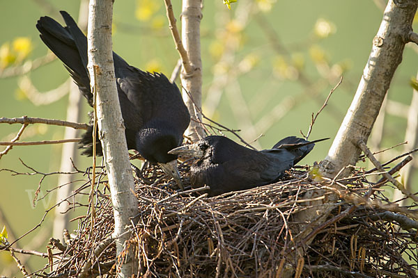 Saatkrähe (Corvus frugilegus)