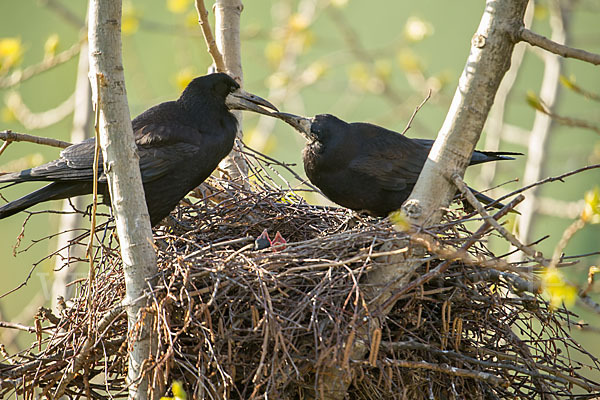 Saatkrähe (Corvus frugilegus)