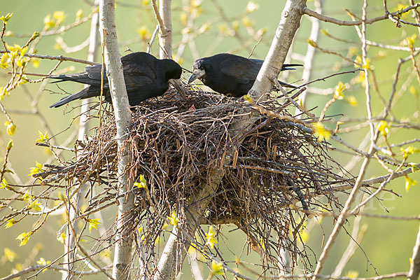 Saatkrähe (Corvus frugilegus)