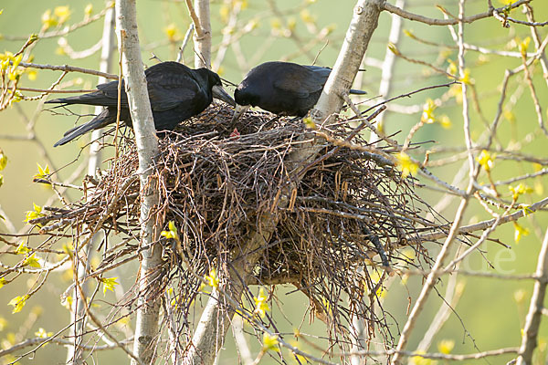 Saatkrähe (Corvus frugilegus)