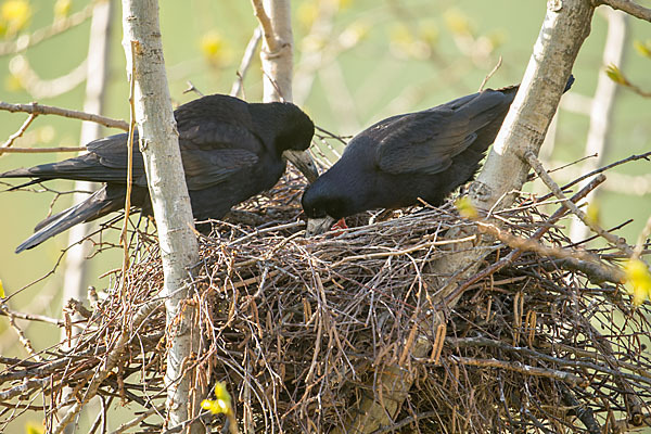 Saatkrähe (Corvus frugilegus)