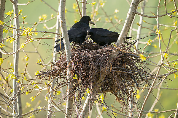 Saatkrähe (Corvus frugilegus)