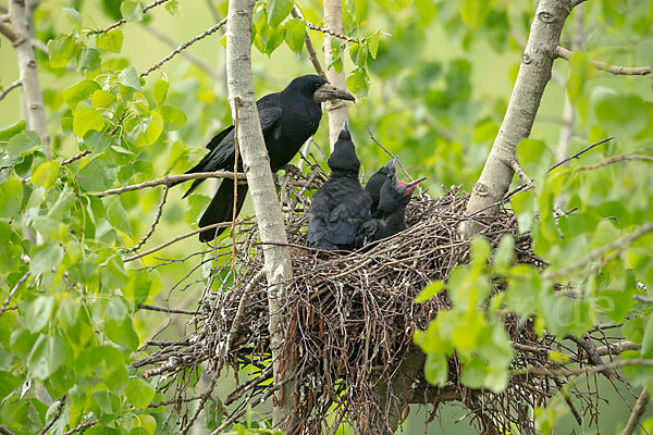 Saatkrähe (Corvus frugilegus)