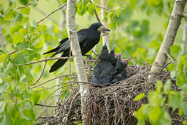 Saatkrähe (Corvus frugilegus)