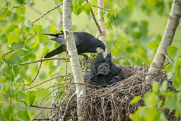 Saatkrähe (Corvus frugilegus)