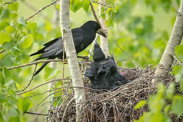 Saatkrähe (Corvus frugilegus)