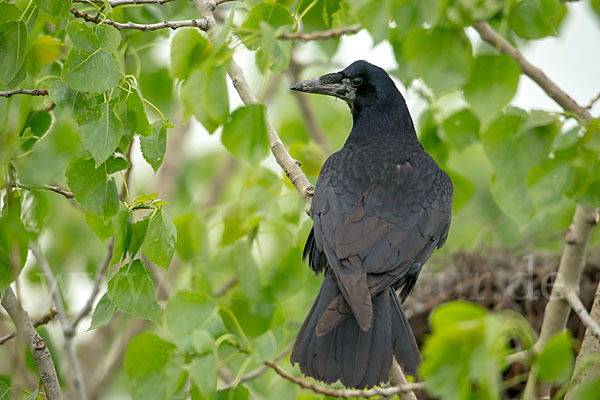 Saatkrähe (Corvus frugilegus)