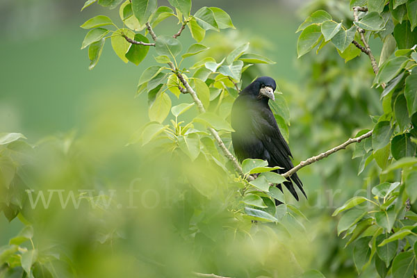 Saatkrähe (Corvus frugilegus)