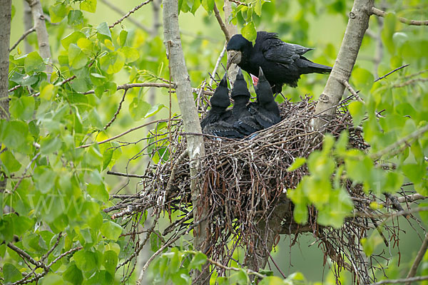 Saatkrähe (Corvus frugilegus)