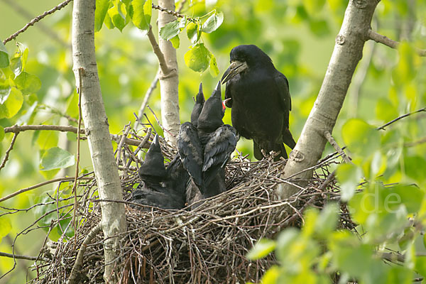 Saatkrähe (Corvus frugilegus)