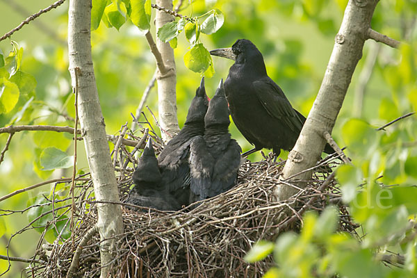 Saatkrähe (Corvus frugilegus)