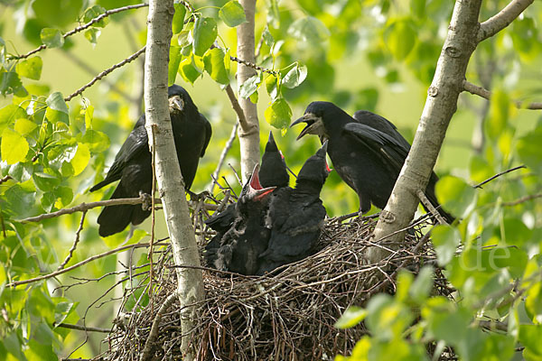 Saatkrähe (Corvus frugilegus)