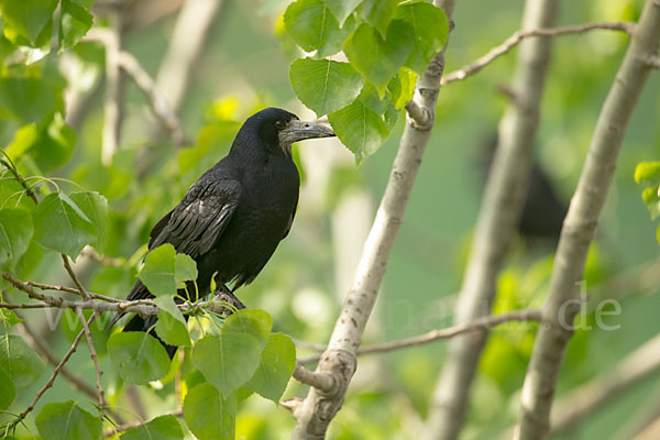 Saatkrähe (Corvus frugilegus)