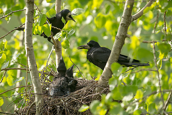 Saatkrähe (Corvus frugilegus)