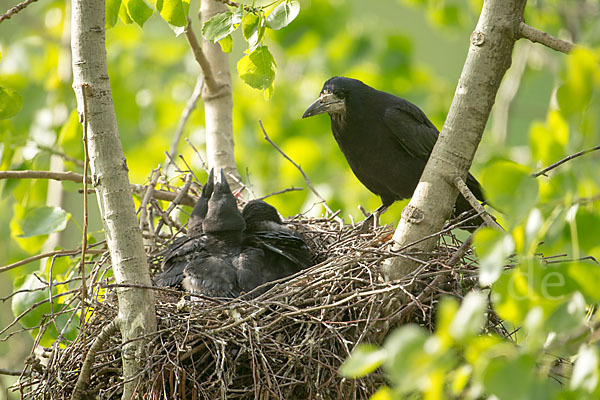 Saatkrähe (Corvus frugilegus)