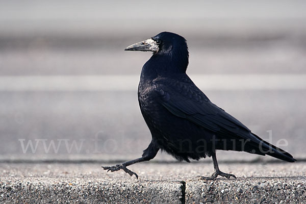 Saatkrähe (Corvus frugilegus)