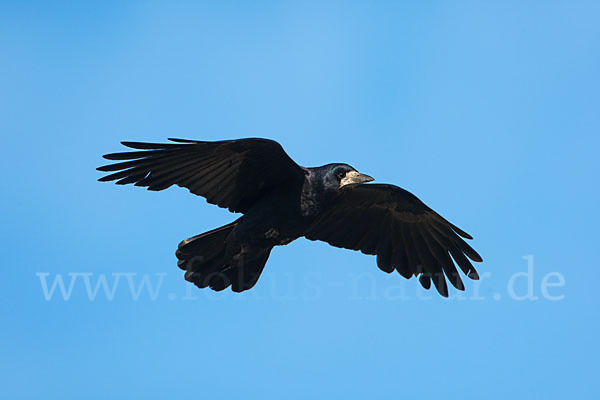 Saatkrähe (Corvus frugilegus)